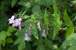 Small's beardtongue